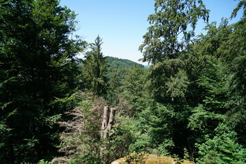 The climate crisis and forest dieback hit the forests in Germany and Bavaria very hard,...