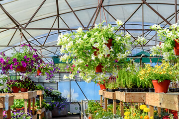 Blooming flowers in pots and on shelves in the garden center