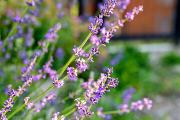 Lavender bushes close-up. An image with blurred and sharp lavender flowers.