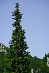 mountainous landscape. mountain landscape in Bucegi National Park in July 2021.