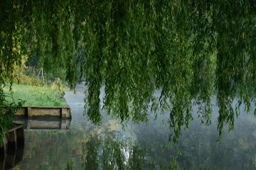 Branches de saule pleureur