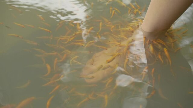 Fish spa pedicure wellness skin care treatment with the fish, also called nibble fish and kangal fish.