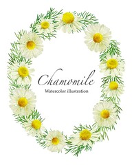 カモミールの花と葉っぱの飾り罫の水彩画イラスト
