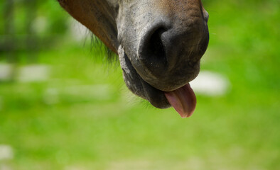 horse. horse in an alpine area. horse with which the cabin owner transports the goods to the cottage.