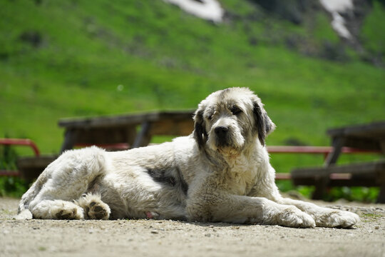 Mioritic shepherd photographed in the Retezat massif, Romania.