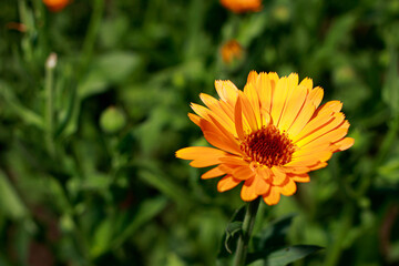 Calendula flower close-up. Medicinal flowers, herbal medicine. With place for text for the banner.