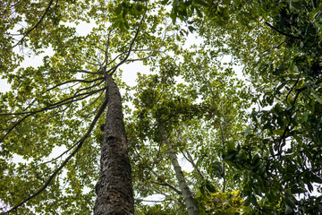 Low angle view of leaves on tall tree tops in rural forest park.