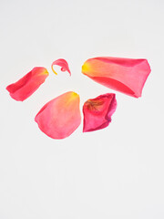 Five beautiful pink rose petals arranged against a white background