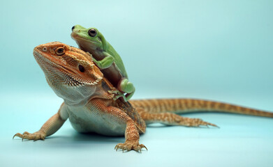 Bearded Dragon and a Dumpy Frog