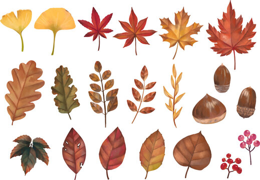 24 991 Best 葉っぱ 紅葉 Images Stock Photos Vectors Adobe Stock 24 991 Best 葉っぱ 紅葉 Images Stock Photos Vectors Adobe Stock