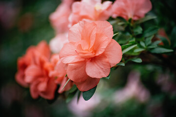 Obraz premium Blooming hybrid Azalia Rhododendron hybridum selection in a greenhouse. flower background. Soft focus.