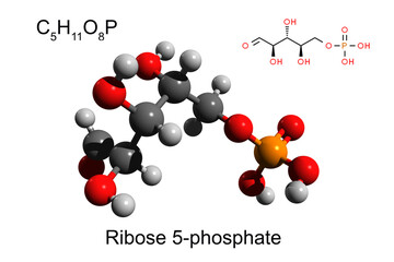 Chemical formula, skeletal formula and 3D ball-and-stick model of ribose 5-phosphate, white background
