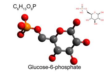 Chemical formula, skeletal formula and 3D ball-and-stick model of glucose 6-phosphate, white background