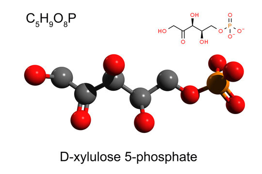 Chemical formula, skeletal formula and 3D ball-and-stick model of xylulose 5-phosphate, white background