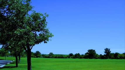公園からみる青い空