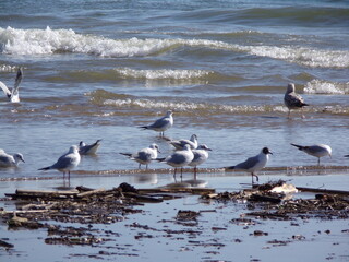seagulls on the beach