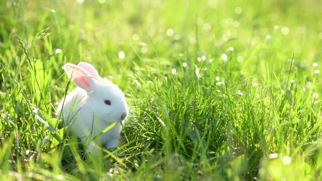 cute sweet white rabbit gnaws grass on a green meadow. Little white bunny. Easter Bunny. Animal in nature