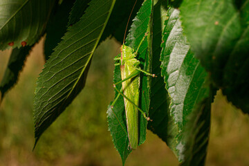 A green large real long-tailed grasshopper sits on a tree on the leaves. The grasshopper is a burp of Orthoptera. Tettigonia caudata.
