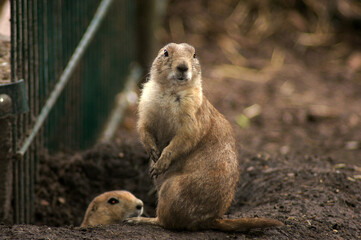 Präriehunde in Deutschland als Haustier
