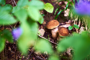 Two young birch bolete mushrooms or leccinum scabrum growing in a forest