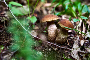 Two young birch bolete mushrooms or leccinum scabrum growing in a forest