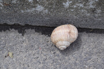 Weinbergschnecke