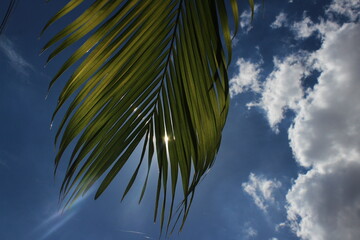 The sun rays on green palm leaves with blue and white clouds in the background. Sun rays on the leafs. Green leaves in the sun