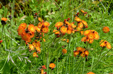 Fox and Cubs wildflowers (Pilosella aurantiaca)