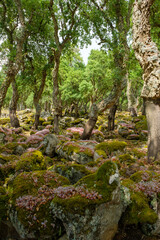 Compexus nuragico Romanzesu bei Bitti, Sassaria, Sardinien