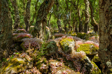 Compexus nuragico Romanzesu bei Bitti, Sassaria, Sardinien