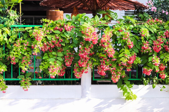 Colorful combretum indicum flowers or rangoon creeper decorative hanging on fence in front of asian house background