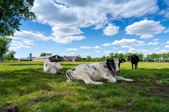 Cow in the meadow in the netherlands.