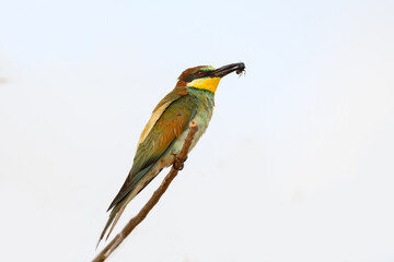 European Bee-Eater Sitting on Stick and Holding a Bug in its Beak 