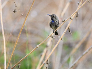 Juvenile Male Palestine Sunbird in Early Summer