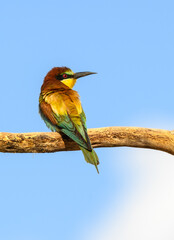 European Bee-Eater Sitting on Steak against Blue Sky