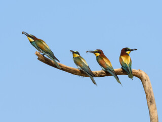 Four European Bee-Eaters with Catch Bee Sitting on stick on Blue Sky
