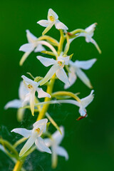 Fototapeta premium Lesser Butterfly-orchid - Platanthera bifolia, beautiful white flowering plant from European meadows and marshes, White Carpathians, Czech Republic.