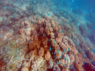 Fototapeta premium School of blue fish on a coral head in Fiji