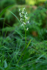 Lesser Butterfly-orchid - Platanthera bifolia, beautiful white flowering plant from European meadows and marshes, White Carpathians, Czech Republic.