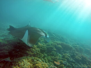 Obraz na płótnie Canvas Manta ray swimming above a reef in Fiji
