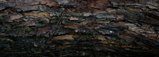 Tree Bark For Background With Old style
