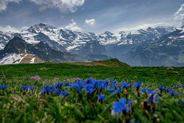 Panoramic alpine view of Eiger Mönch and Jungfrau fwith spring flowers and snow - Männlichen,...