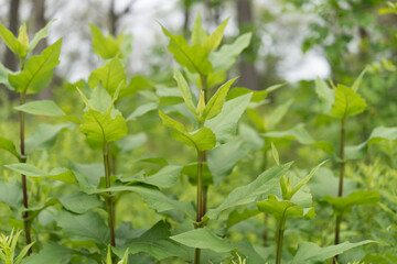 Fototapeta na wymiar close up of a plant (Silphium perfoliatum) or cup plant