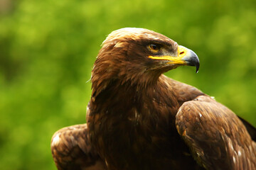 Obraz premium The steppe eagle (Aquila nipalensis) up to close. Steppe eagle portrait. Green background.