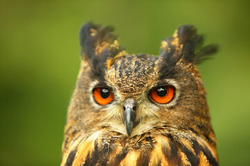 The portrait of a Eurasian eagle-owl (Bubo bubo) with green background.