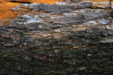 Tree Bark For Background With Old style