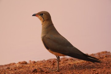glareola pratincola bird