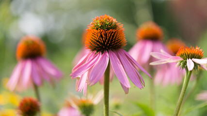 portrait of an echinacea blossom with similar blooms in a creamy bokeh background - sunlight effect
