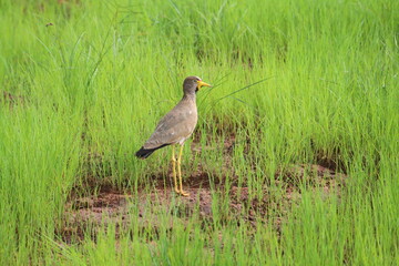 lapwing in the marsh