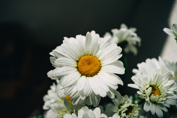daisy in a garden © Анна Молько